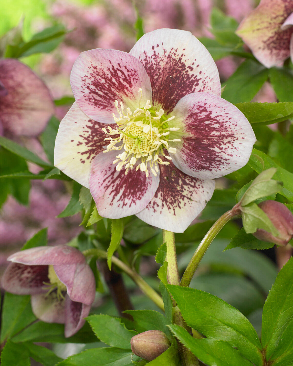 Hellebores Rhs Helleborus × hybridus 'Pretty Ellen Spotted' | Buy hybrid Lenten roses ...