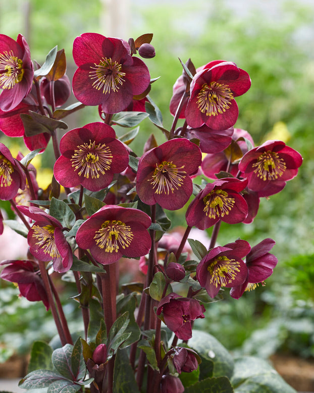 Helleborus 'Vibey Velvet'