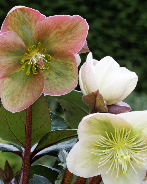 Helleborus 'Winter Moonbeam'