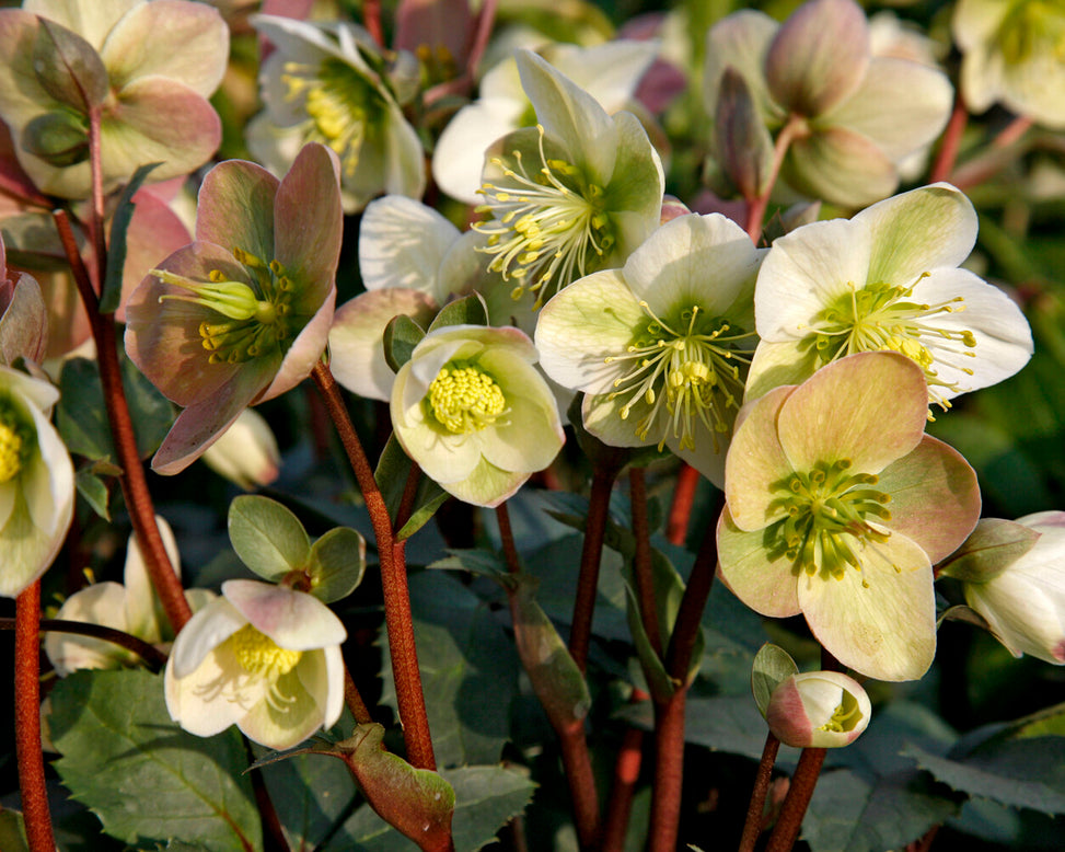 Helleborus 'Winter Moonbeam'