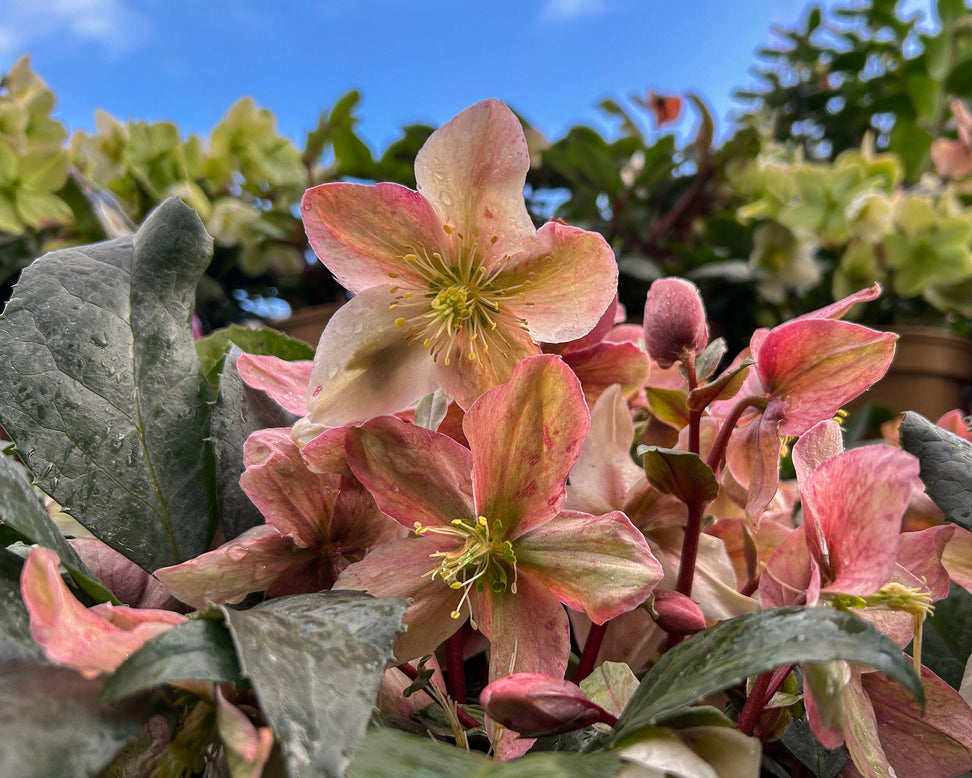 Helleborus 'Winter Sunshine'