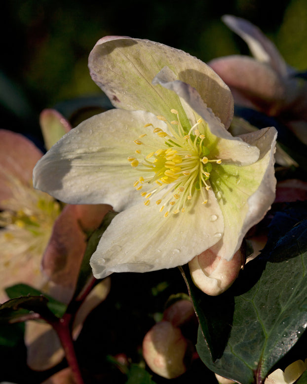 Helleborus 'Winter Sunshine'
