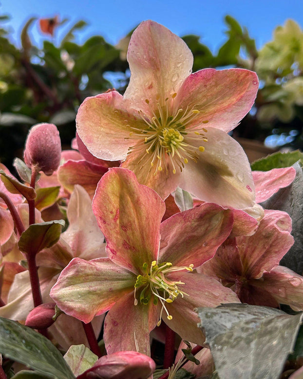 Helleborus 'Winter Sunshine'