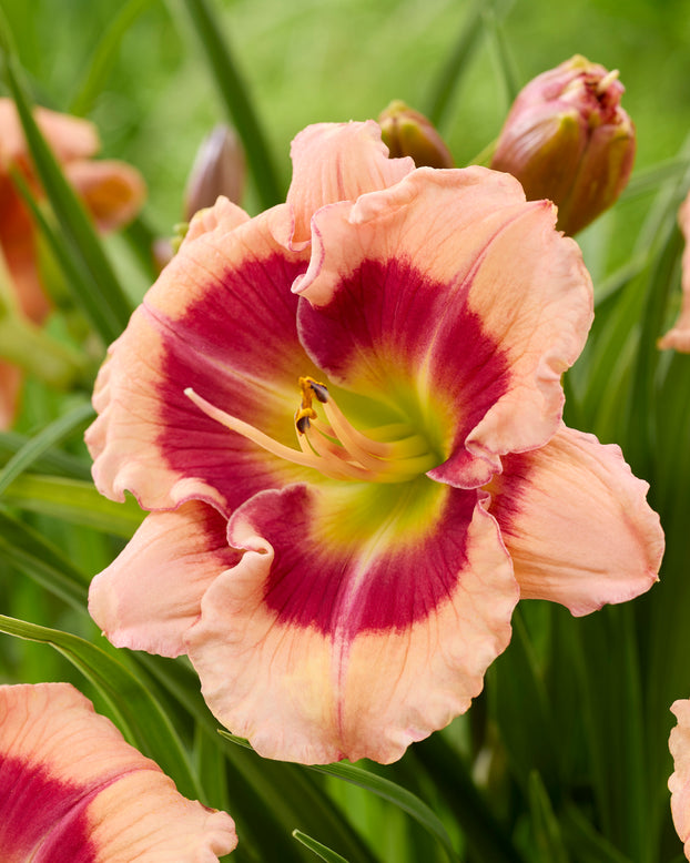Hemerocallis 'Galactic Blush'
