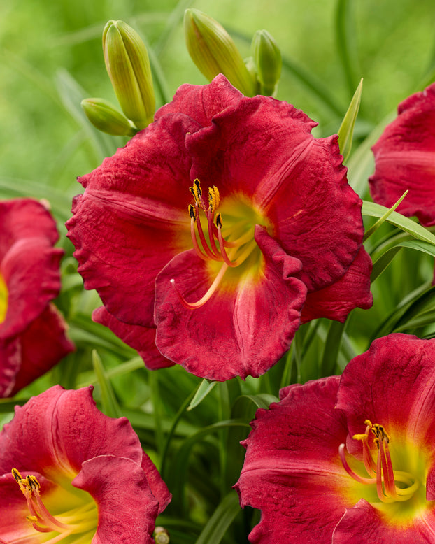 Hemerocallis 'Siloam Paul Watts'