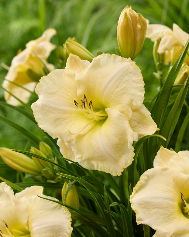 Hemerocallis 'Spacecoast White Out'