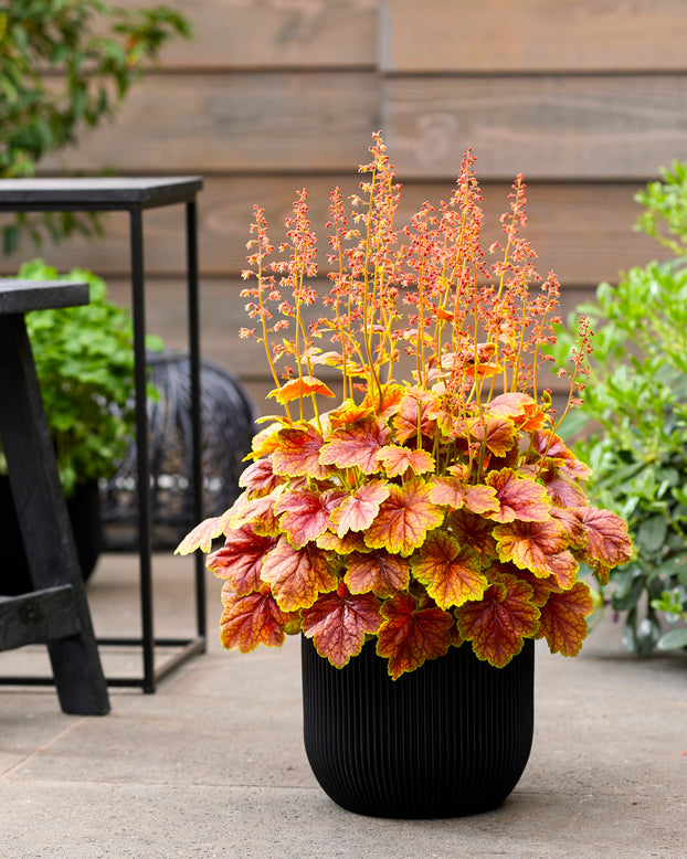 Heuchera 'Eternal Flame'