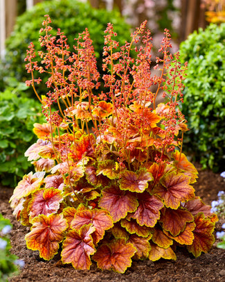 Colorful heuchera plant with red and orange leaves in a garden setting