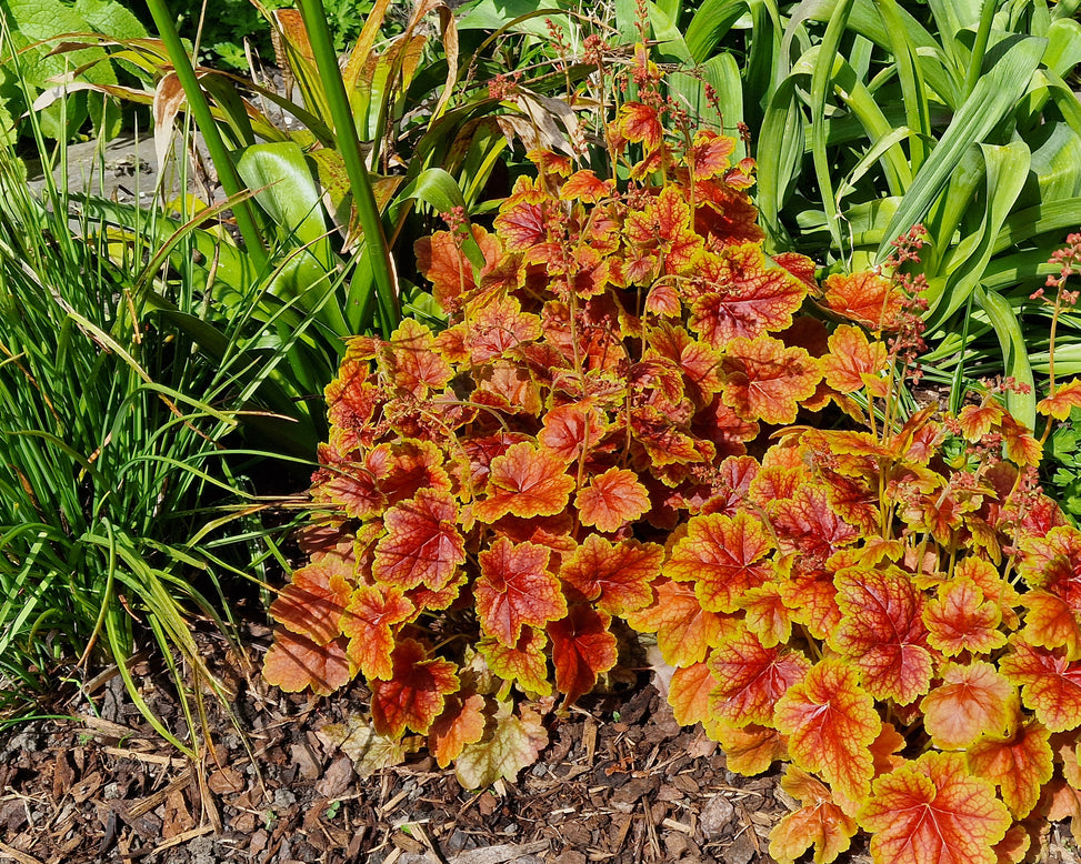 Heuchera 'Eternal Flame'