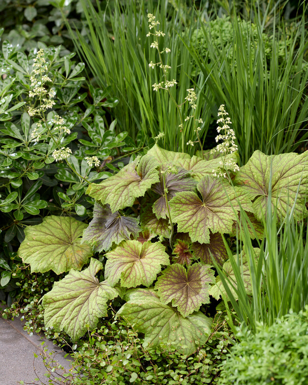 Heuchera 'Spitfire'