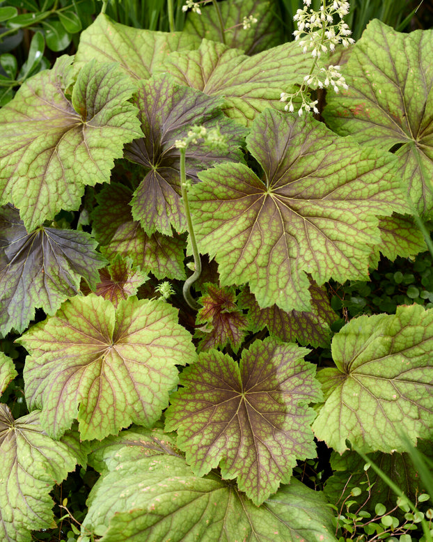 Heuchera 'Spitfire'