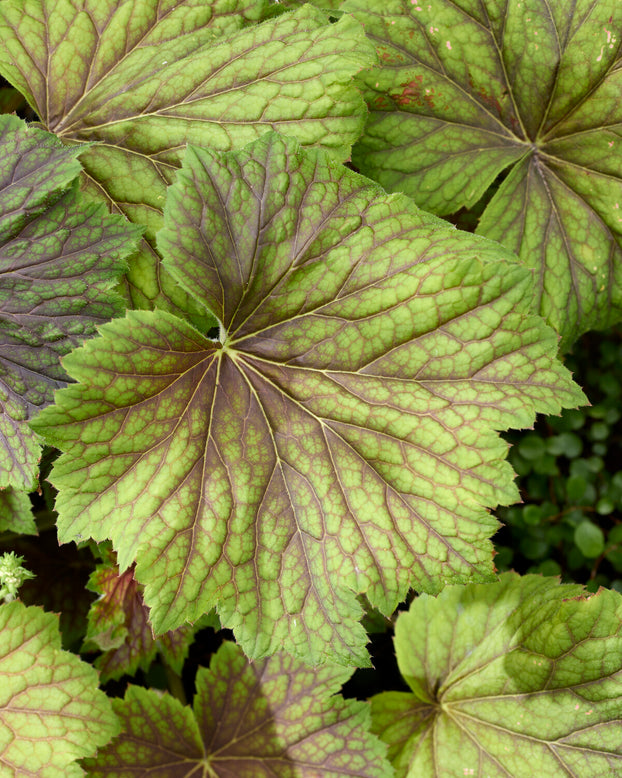 Heuchera 'Spitfire'