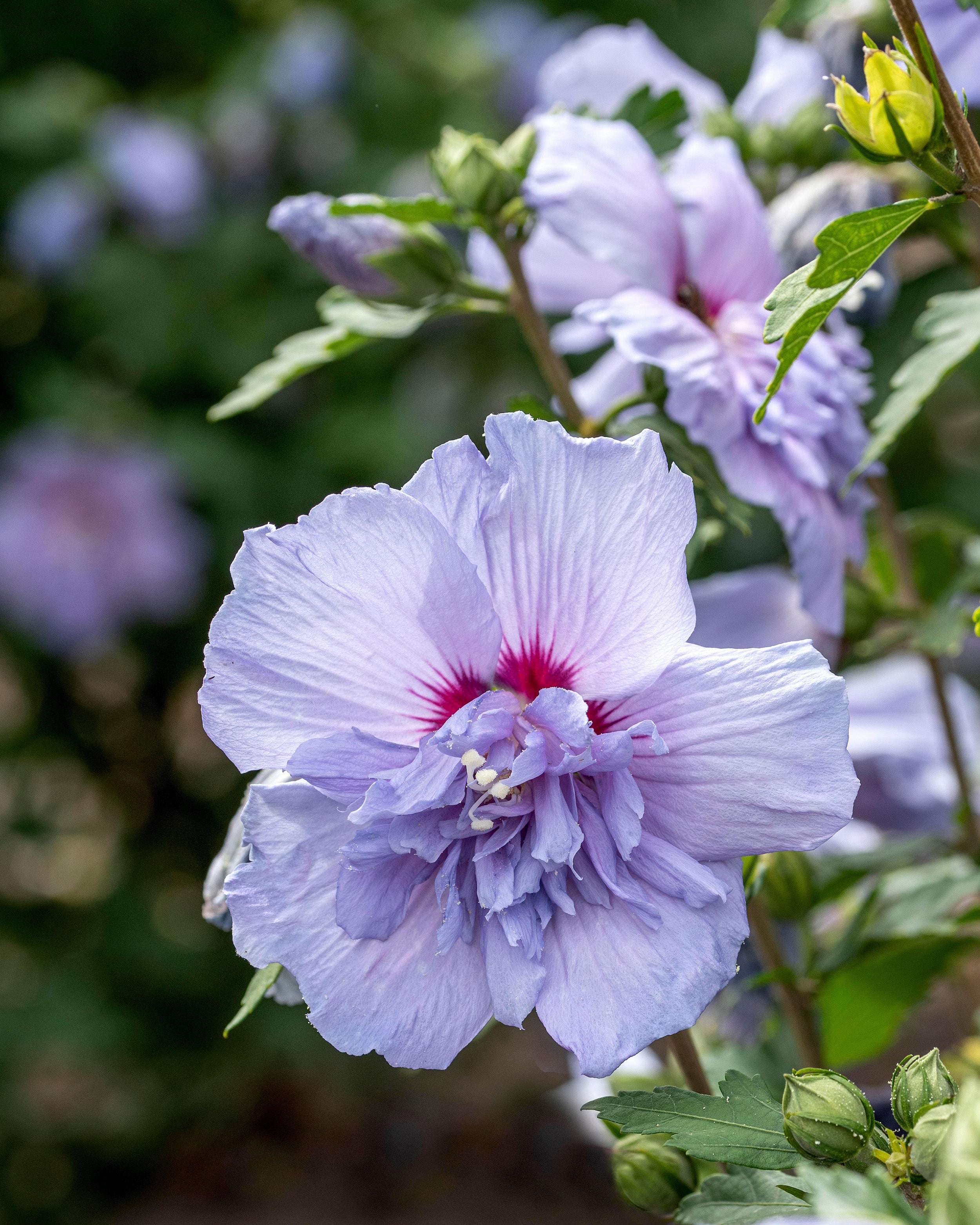 Hibiscus syriacus 'Blue Chiffon' (Altheastruik) | Bloemenpark Hibiscus syriacus 'Blue Chiffon' (Altheastruik) | Bloemenpark