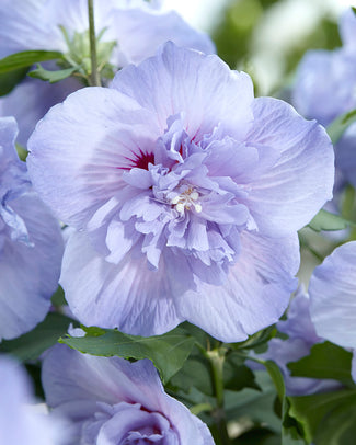 Hibiscus 'Blue Chiffon'