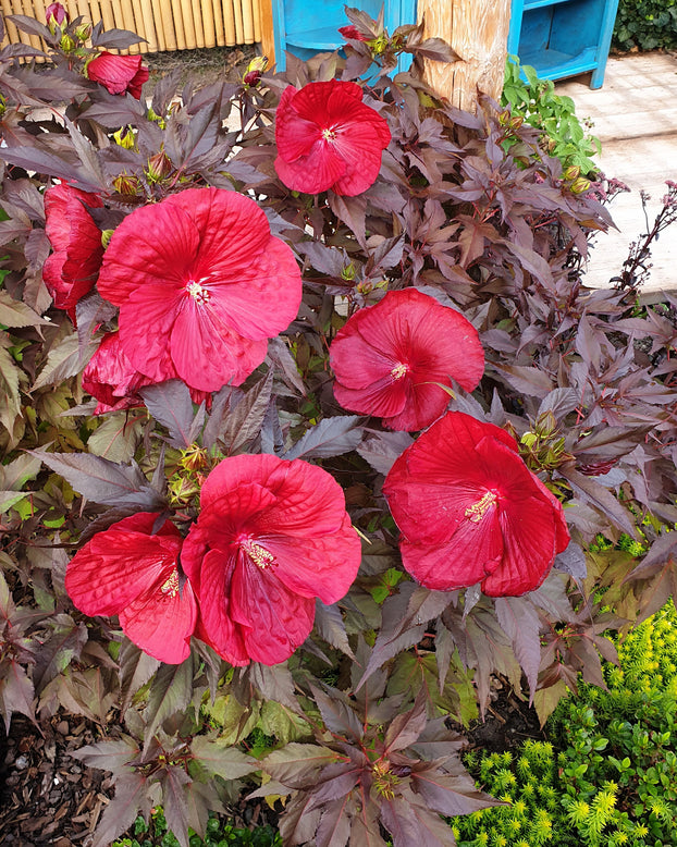 Red hibiscus flowers with bronze leaves in a garden setting