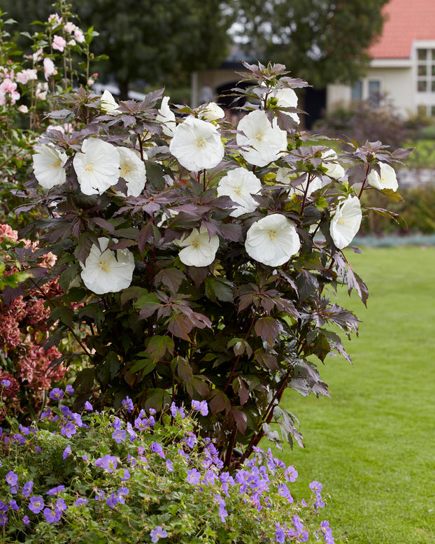 Hibiscus 'Carousel Ghost'