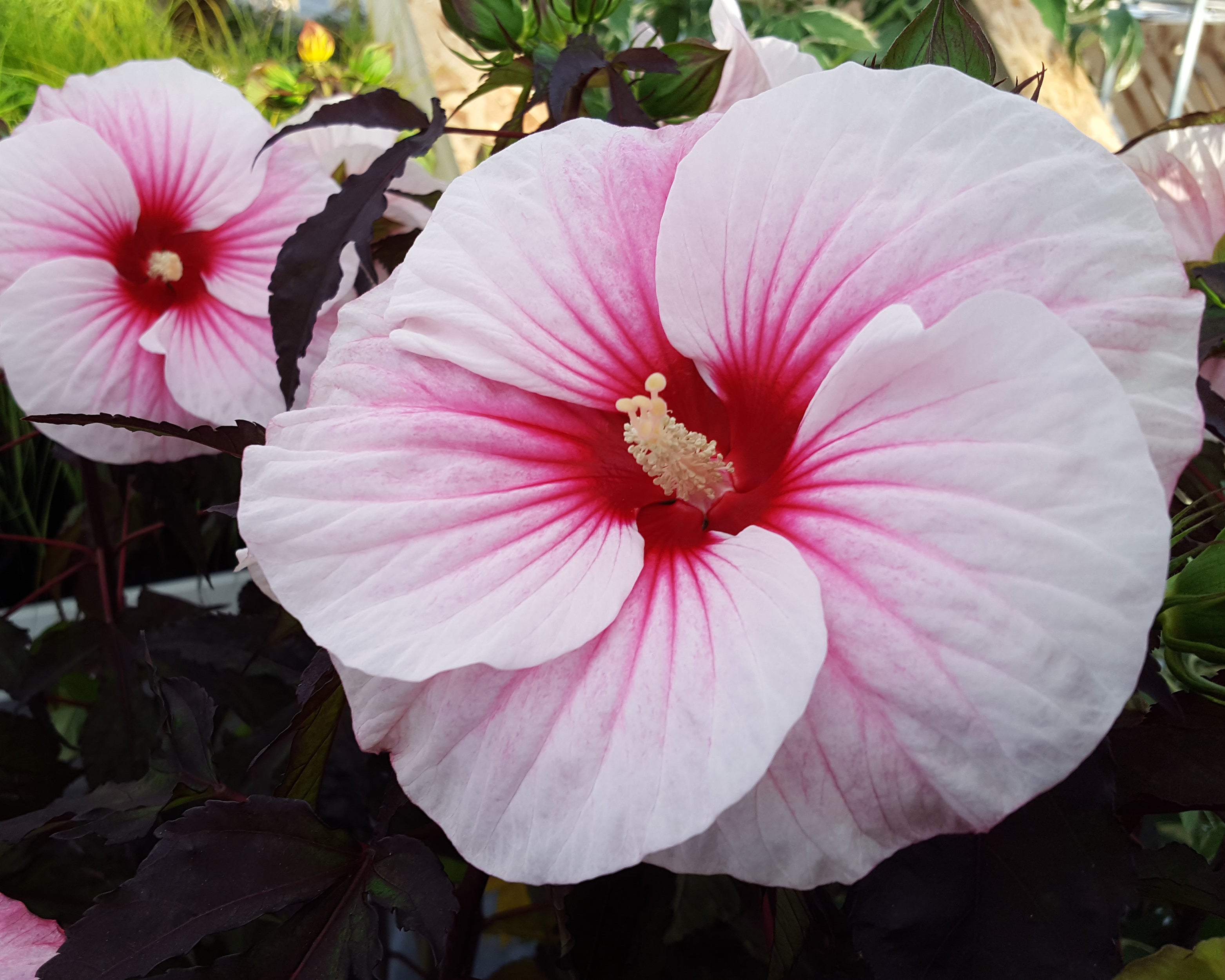 Carousel Pink Roses Hibiscus moscheutos 'Carousel Pink Candy' bare roots - Buy rose mallow ...