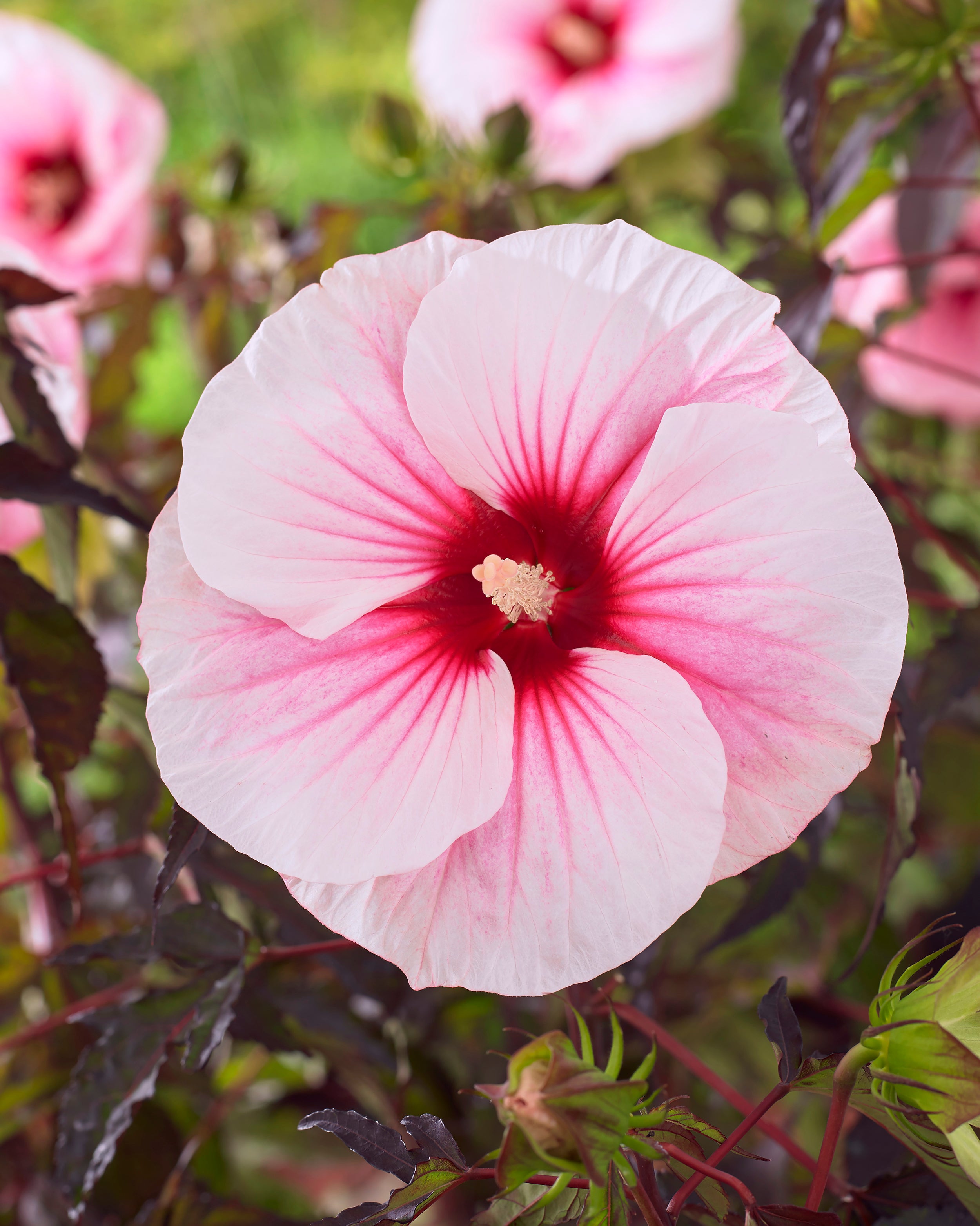 Carousel Pink Roses Hibiscus moscheutos 'Carousel Pink Candy' bare roots - Buy rose mallow ...