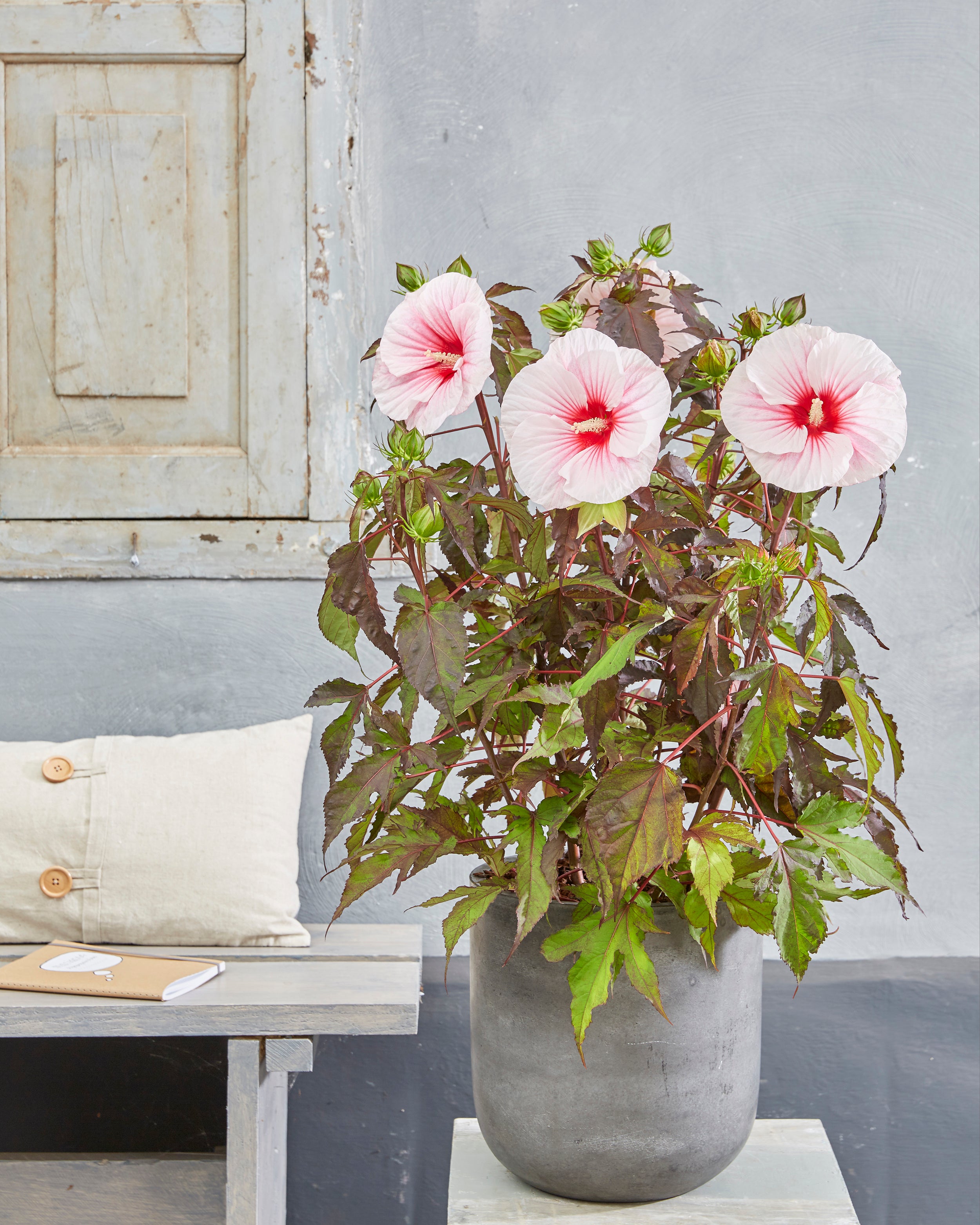 Carousel Pink Roses Hibiscus moscheutos 'Carousel Pink Candy' bare roots - Buy rose mallow ...