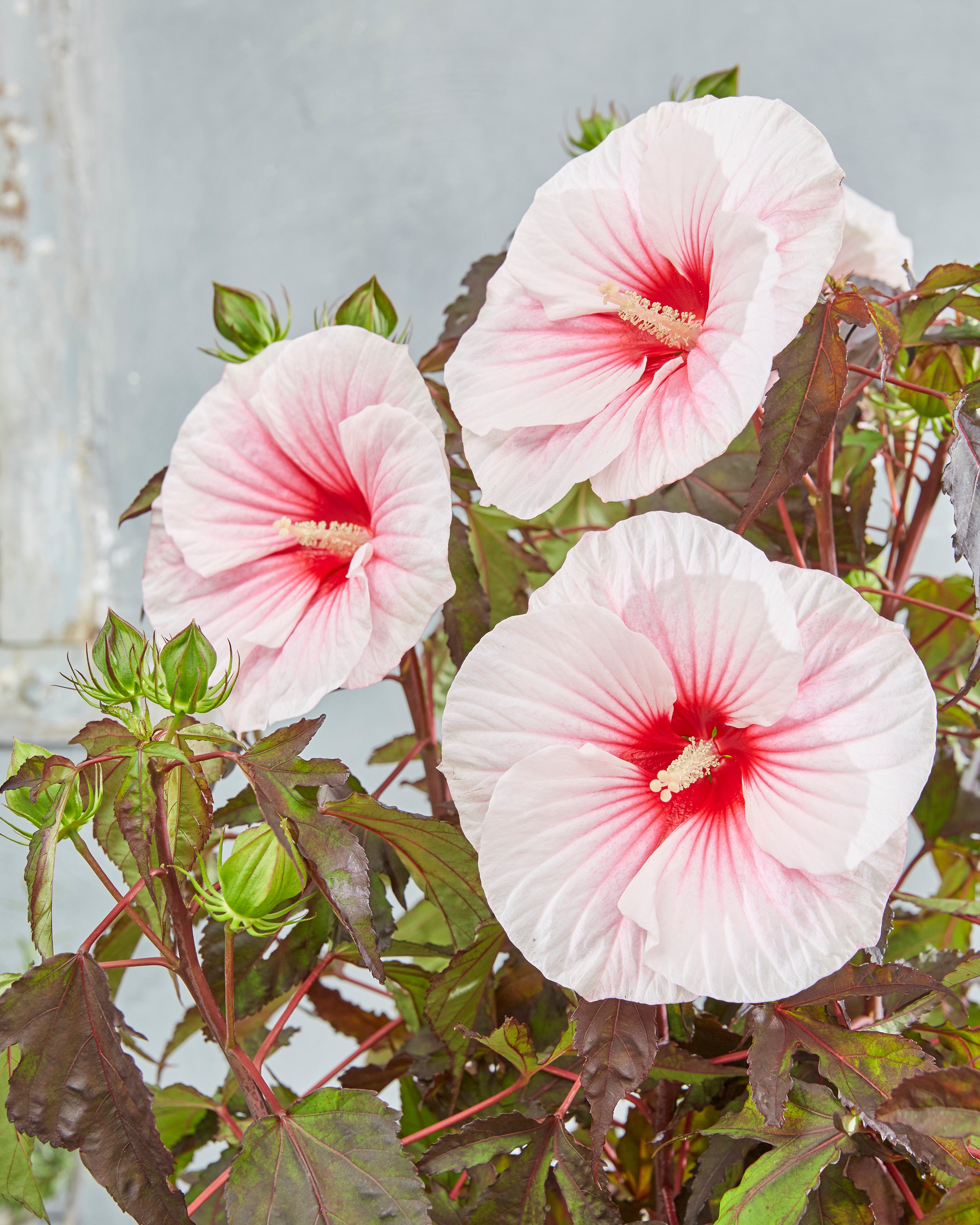 Carousel Pink Roses Hibiscus moscheutos 'Carousel Pink Candy' bare roots - Buy rose mallow ...