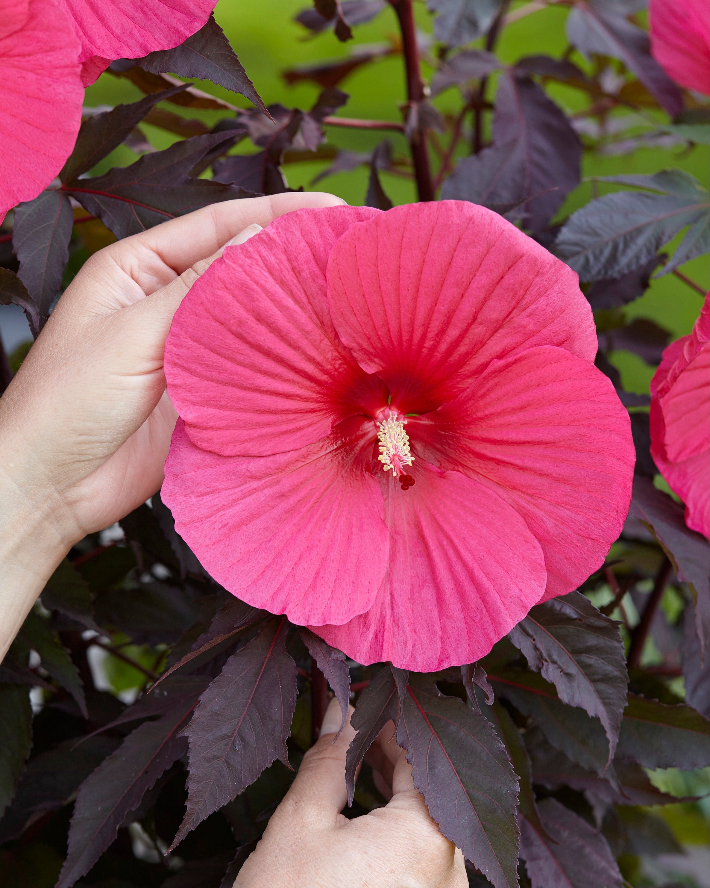 Pink Carousel Roses Hibiscus moscheutos 'Carousel Pink Passion' bare roots - Buy rose ...