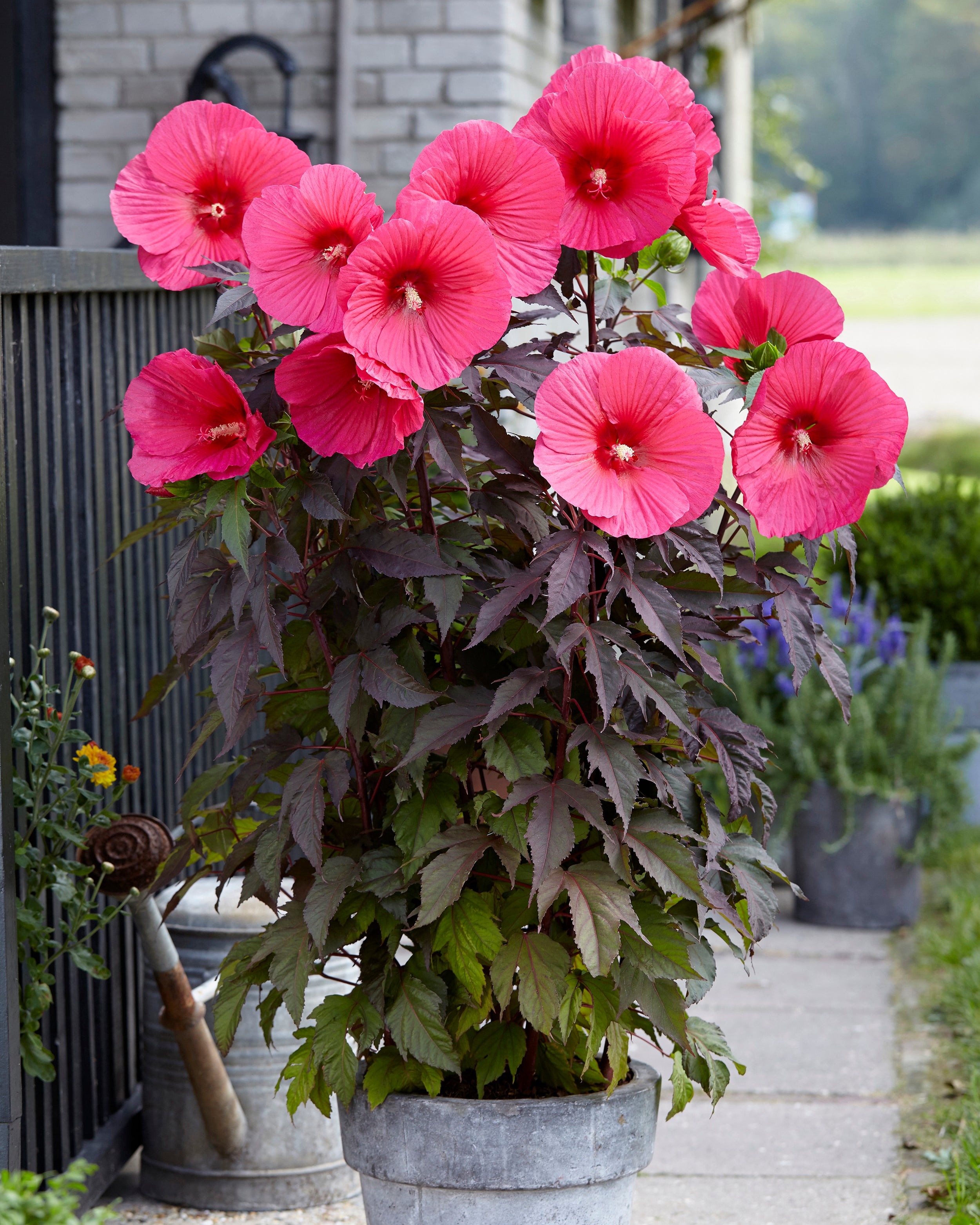 Pink Carousel Roses Hibiscus moscheutos 'Carousel Pink Passion' bare roots - Buy rose ...