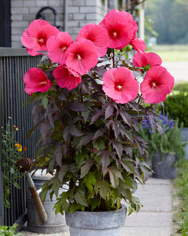 Hibiscus 'Carousel Pink Passion'