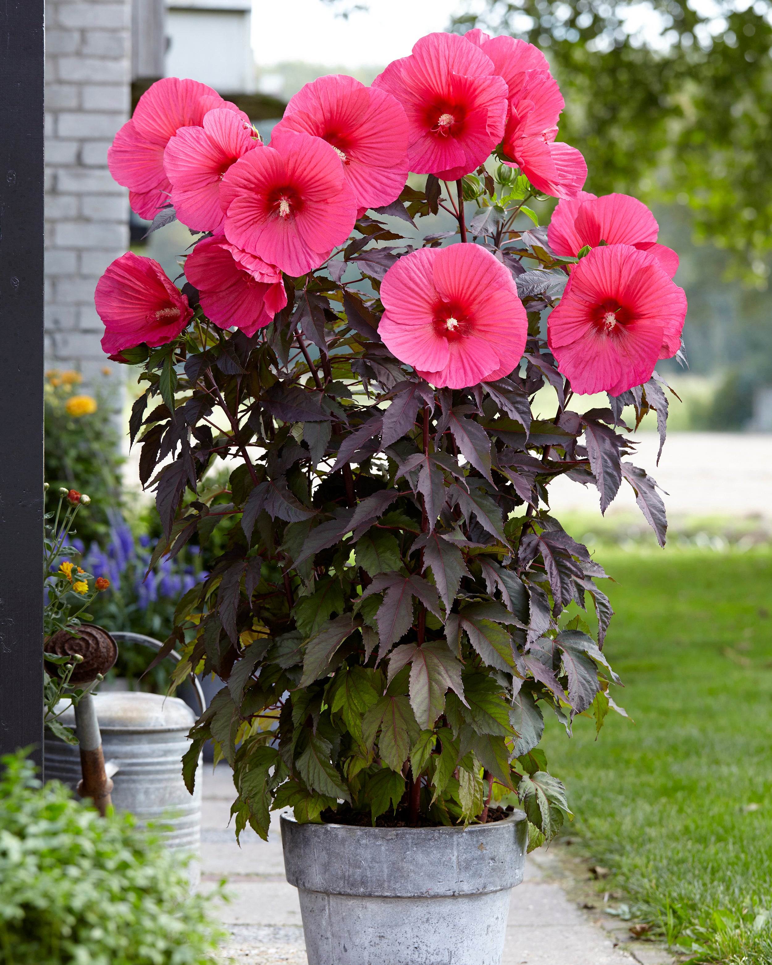 Pink Carousel Roses Hibiscus moscheutos 'Carousel Pink Passion' bare roots - Buy rose ...