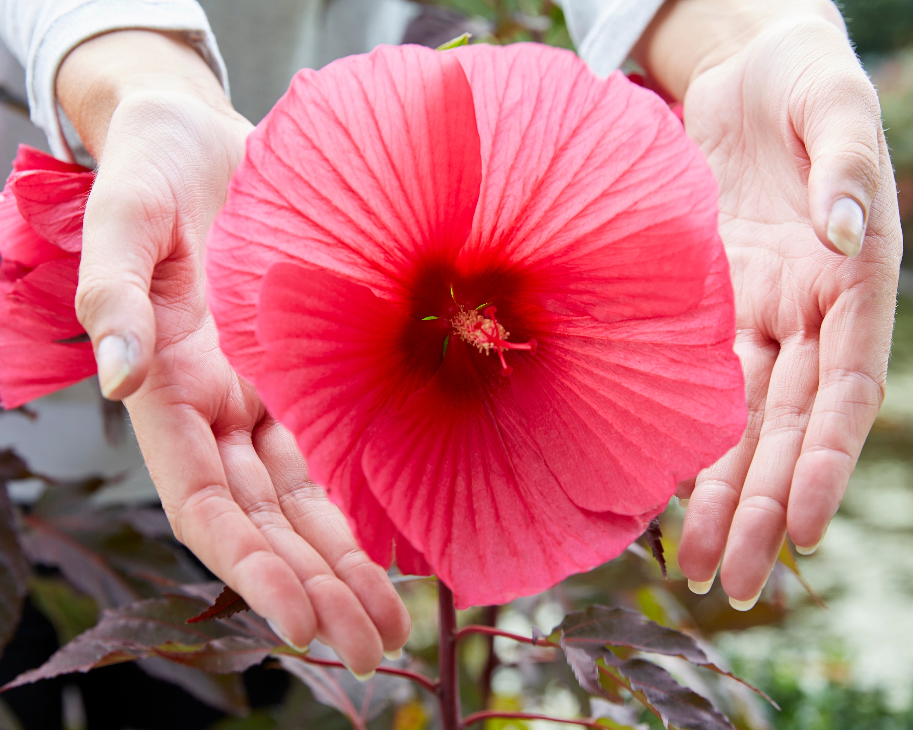 Pink Carousel Roses Hibiscus moscheutos 'Carousel Pink Passion' bare roots - Buy rose ...