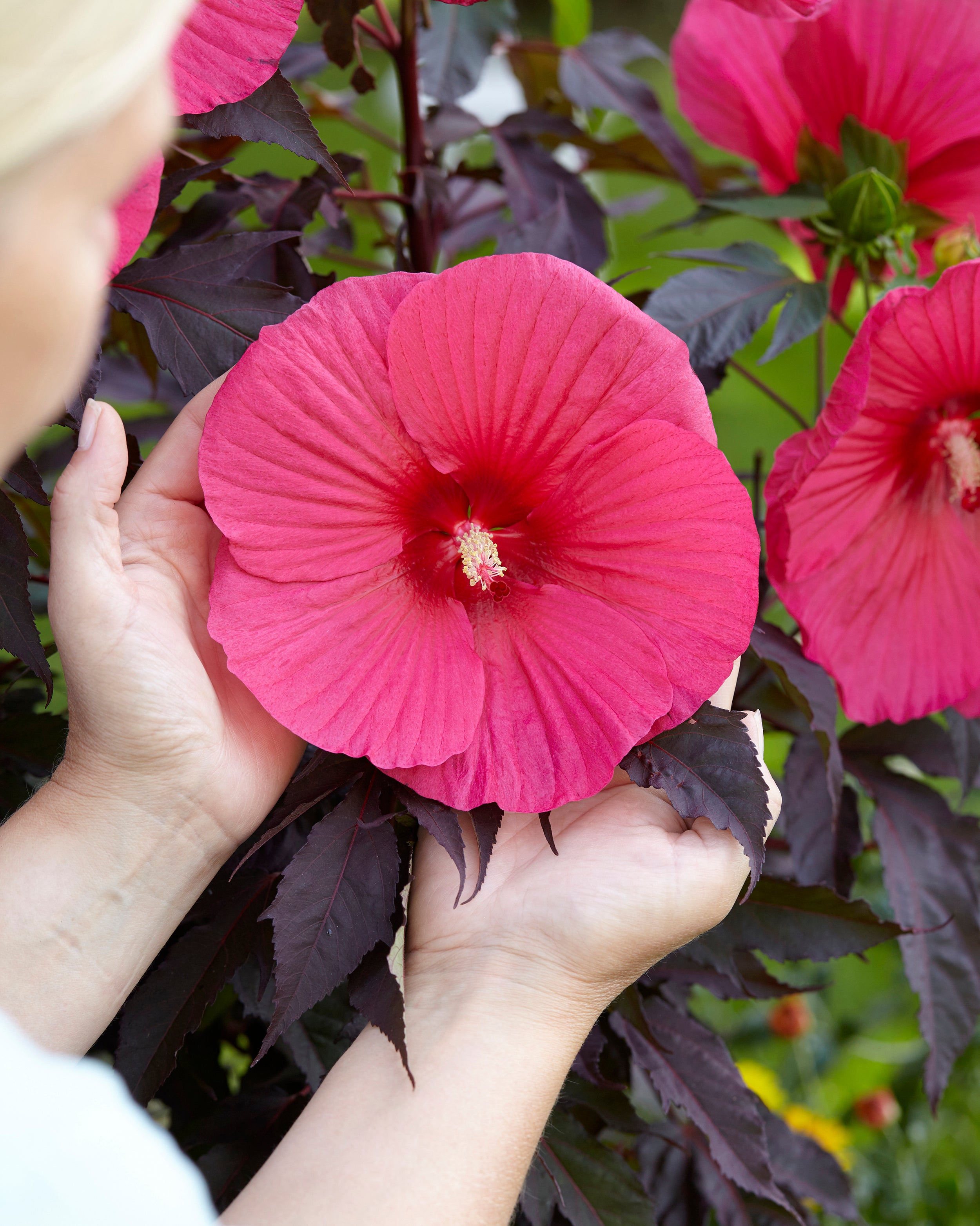 Pink Carousel Roses Hibiscus moscheutos 'Carousel Pink Passion' bare roots - Buy rose ...
