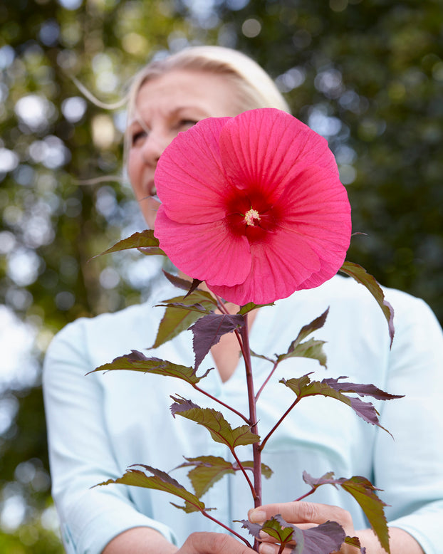 Hibiscus 'Carousel Pink Passion'