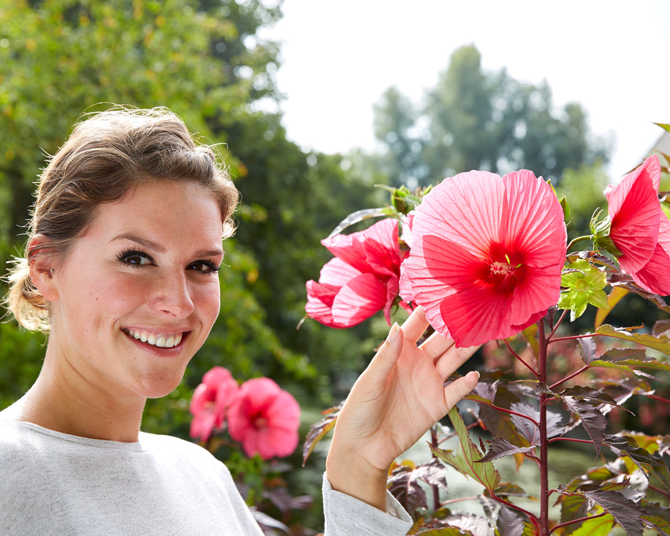 Hibiscus 'Carousel Pink Passion'