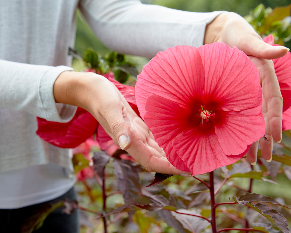 Hibiscus 'Carousel Pink Passion'