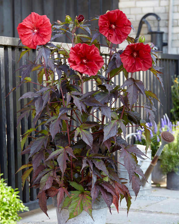 Hibiscus 'Carousel Red Wine'