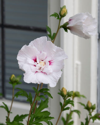 Hibiscus 'China Chiffon'