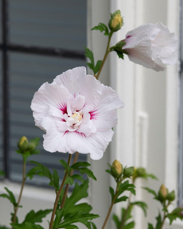 Hibiscus 'China Chiffon'
