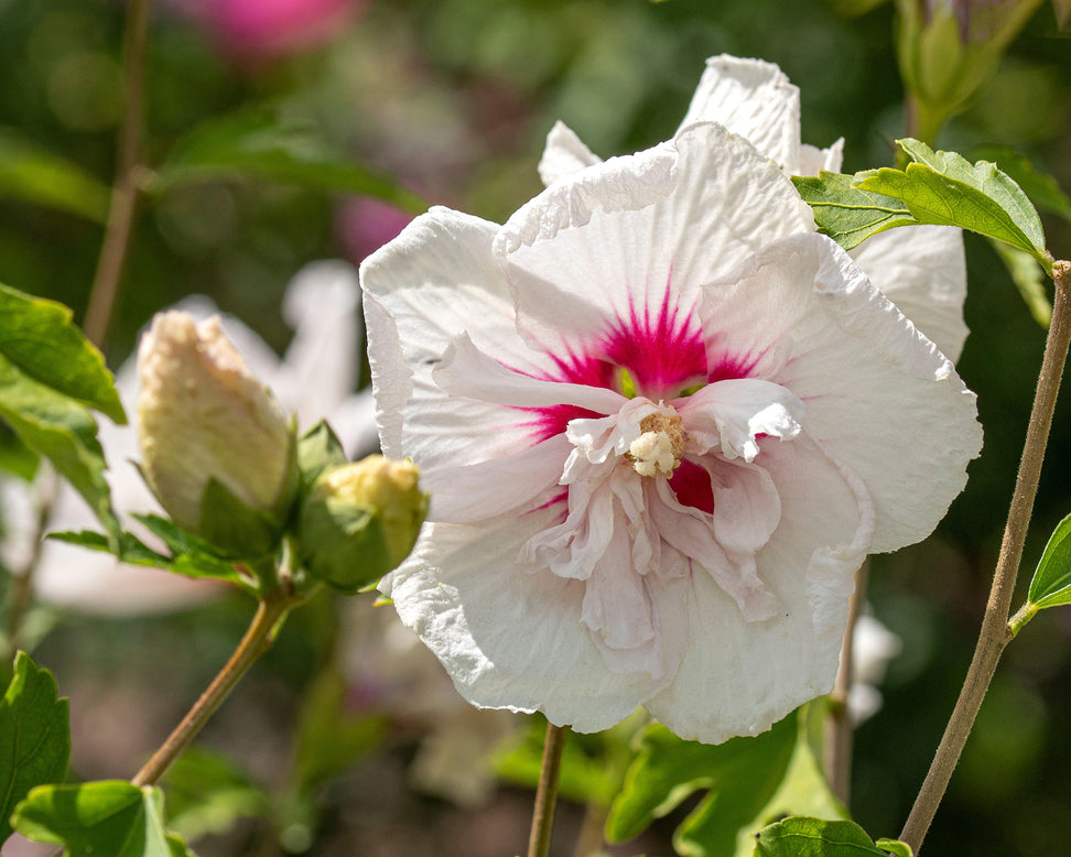 Hibiscus 'China Chiffon'
