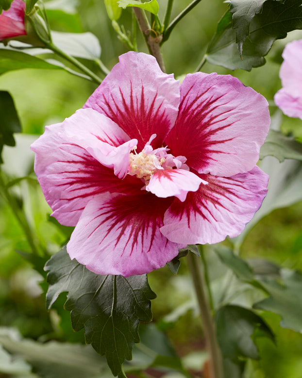 Hibiscus 'Flower Tower Purple'