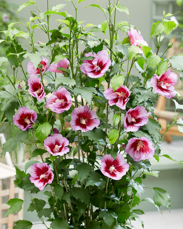 Hibiscus 'Flower Tower Purple'