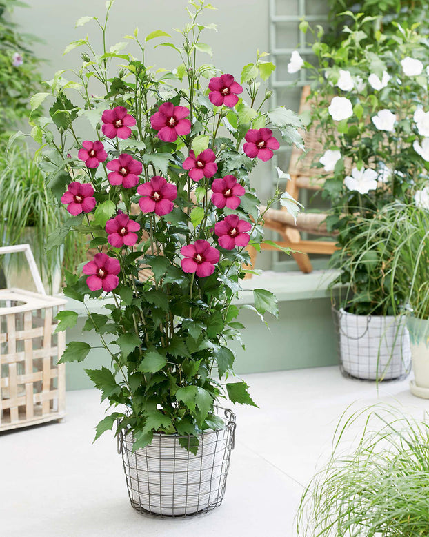 Hibiscus 'Flower Tower Ruby'