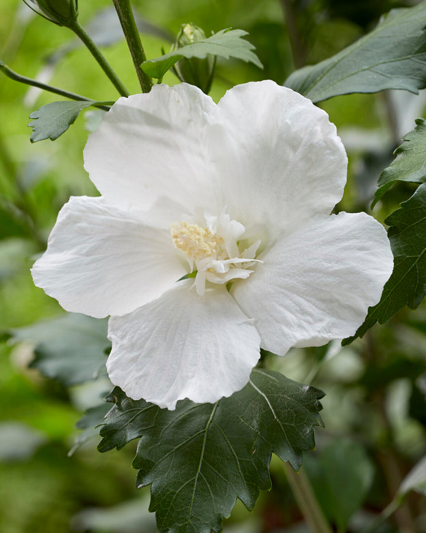 Hibiscus 'Flower Tower White'