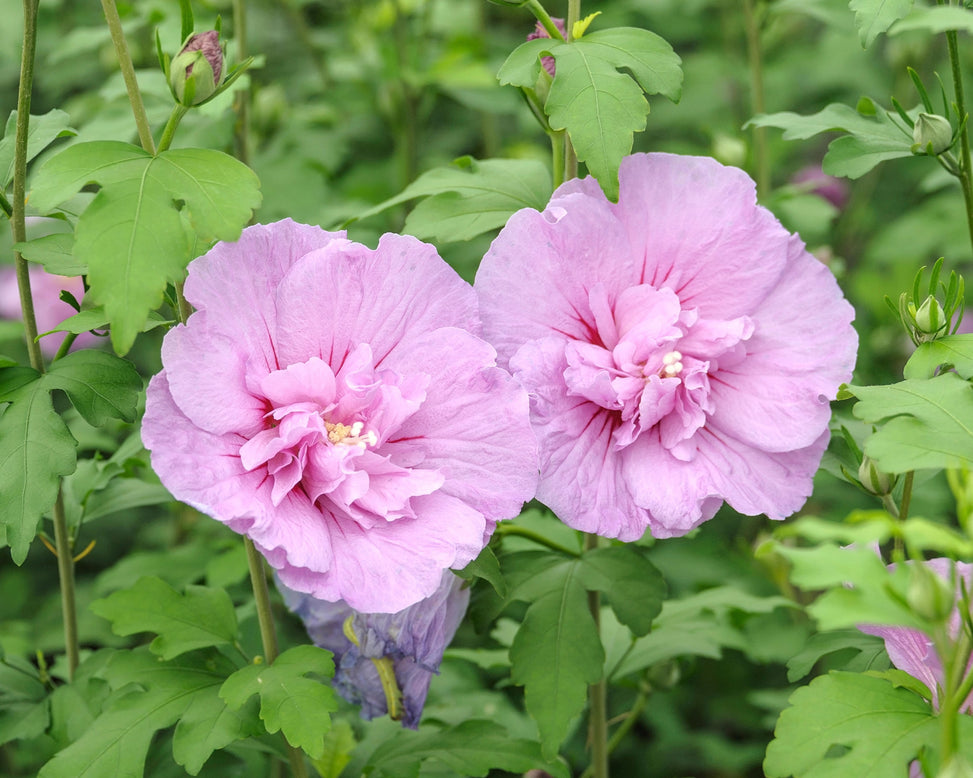 Hibiscus 'Lavender Chiffon'