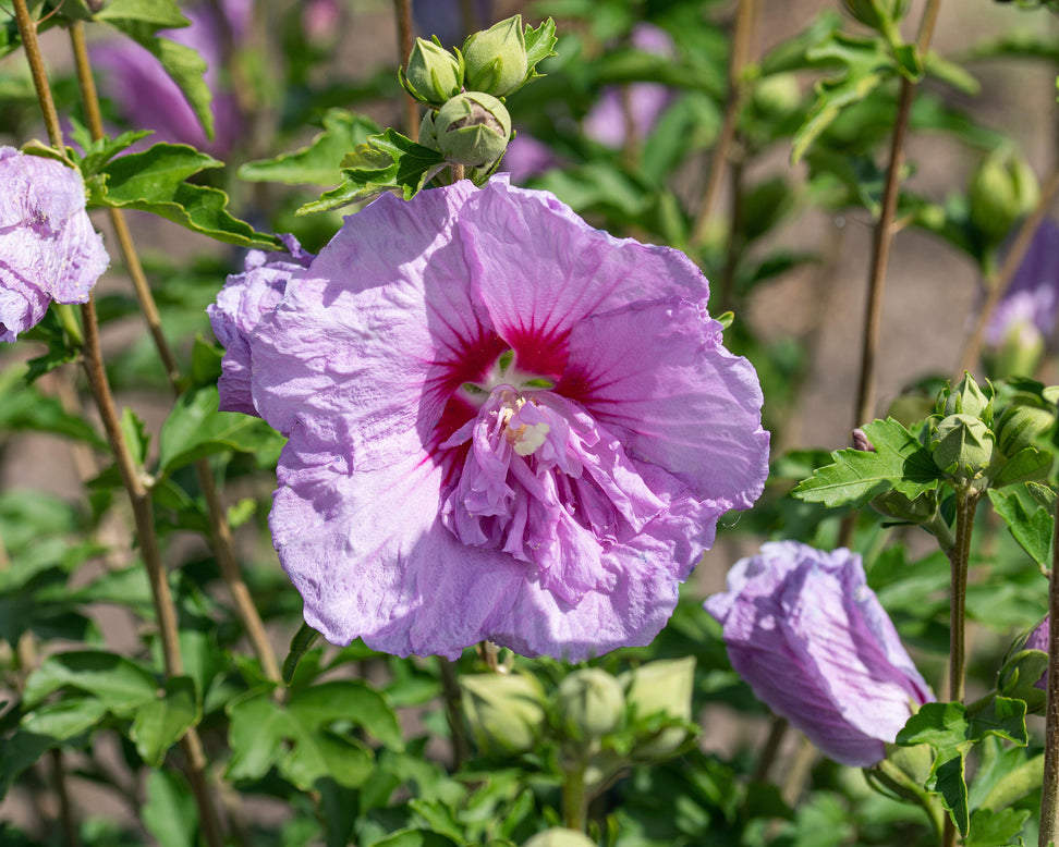 Hibiscus 'Lavender Chiffon'