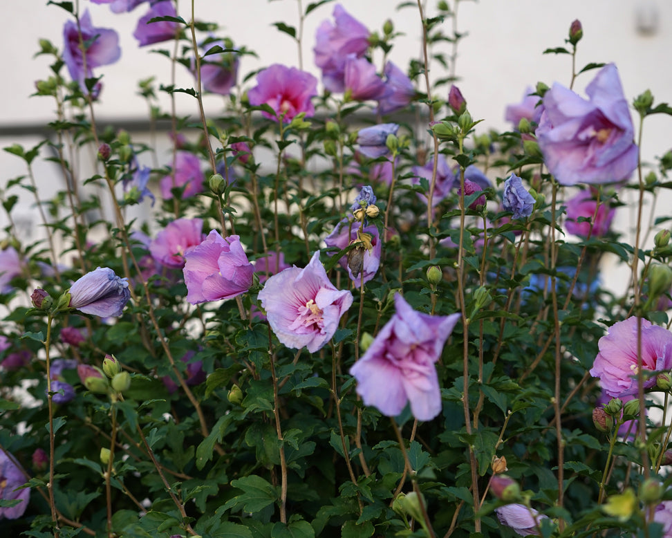 Hibiscus 'Lavender Chiffon'