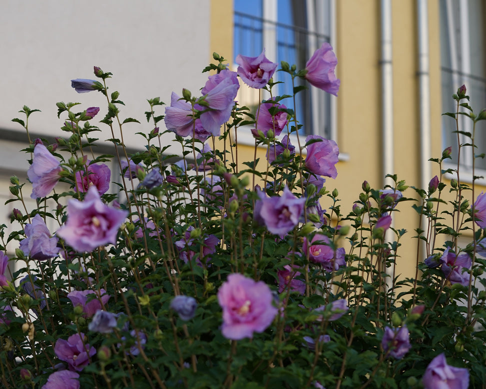 Hibiscus 'Lavender Chiffon'