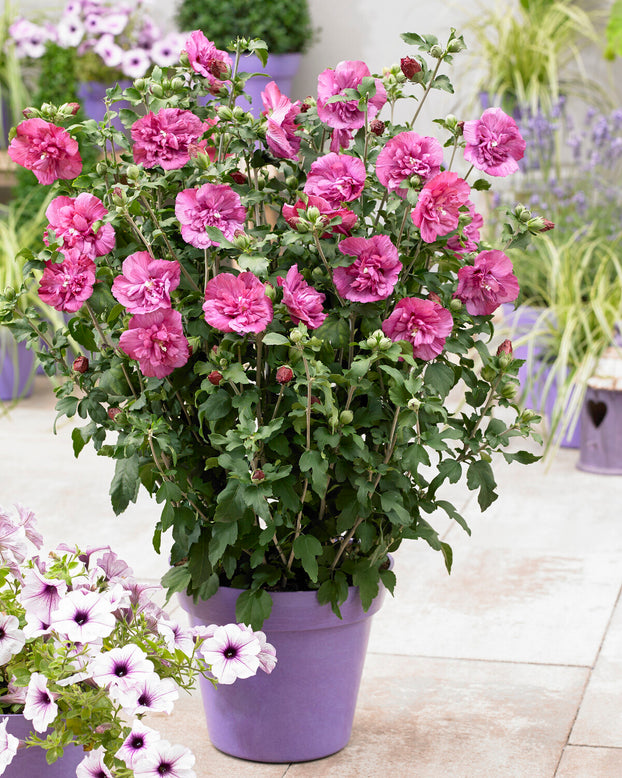 Hibiscus 'Magenta Chiffon'