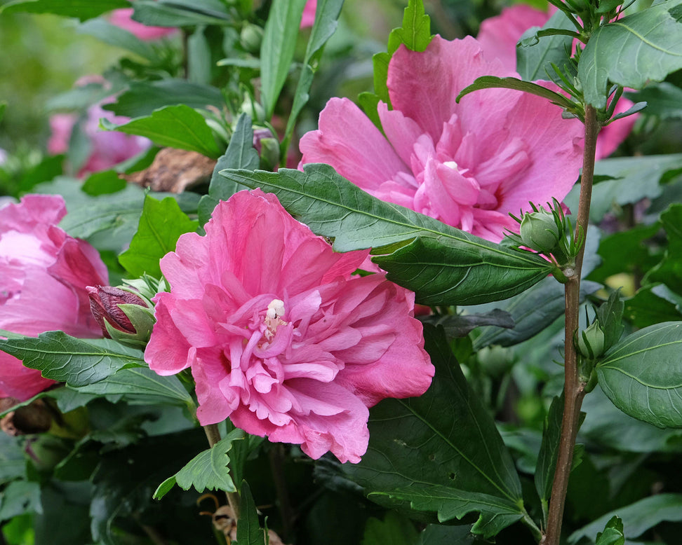 Hibiscus 'Magenta Chiffon'