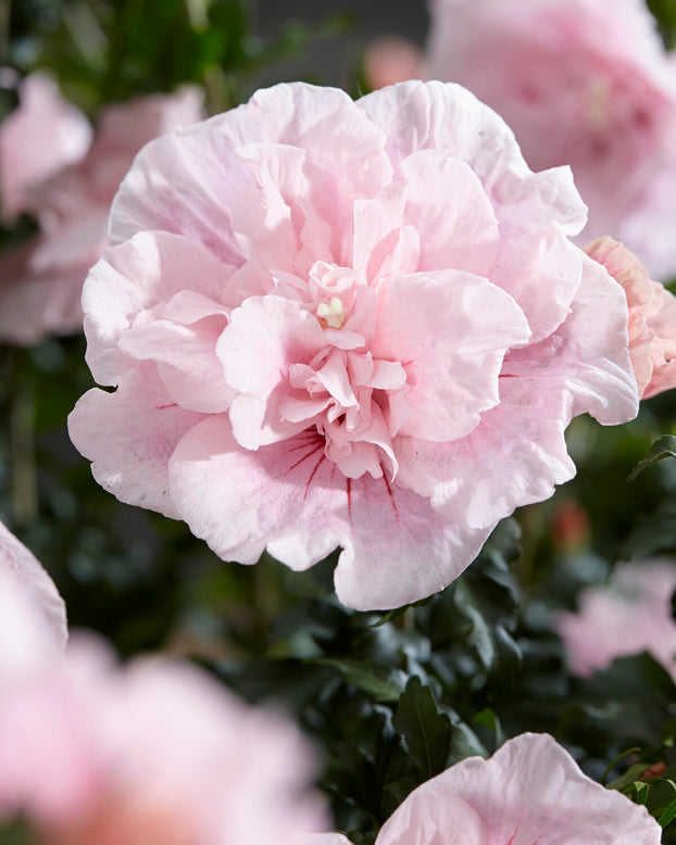 Hibiscus 'Pink Chiffon'