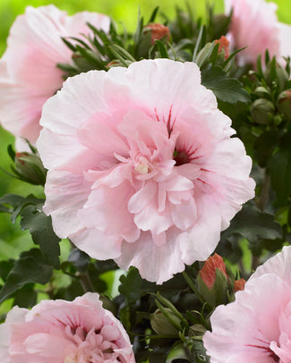 Hibiscus 'Pink Chiffon'