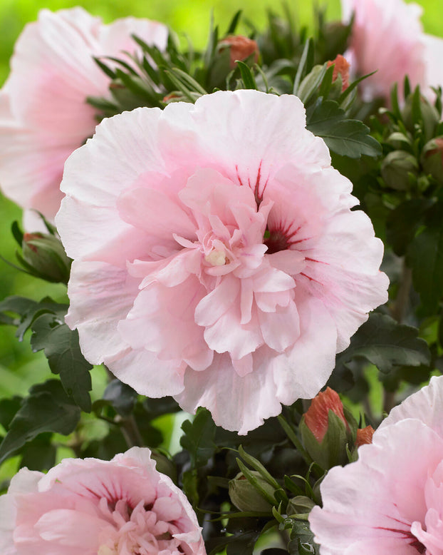 Hibiscus 'Pink Chiffon'